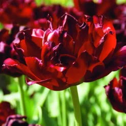 ARBORIX - 50 x tulipe uncle tom - bulbes à fleurs de printemps