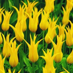 ARBORIX - 50 x tulipe west point - bulbes à fleurs de printemps