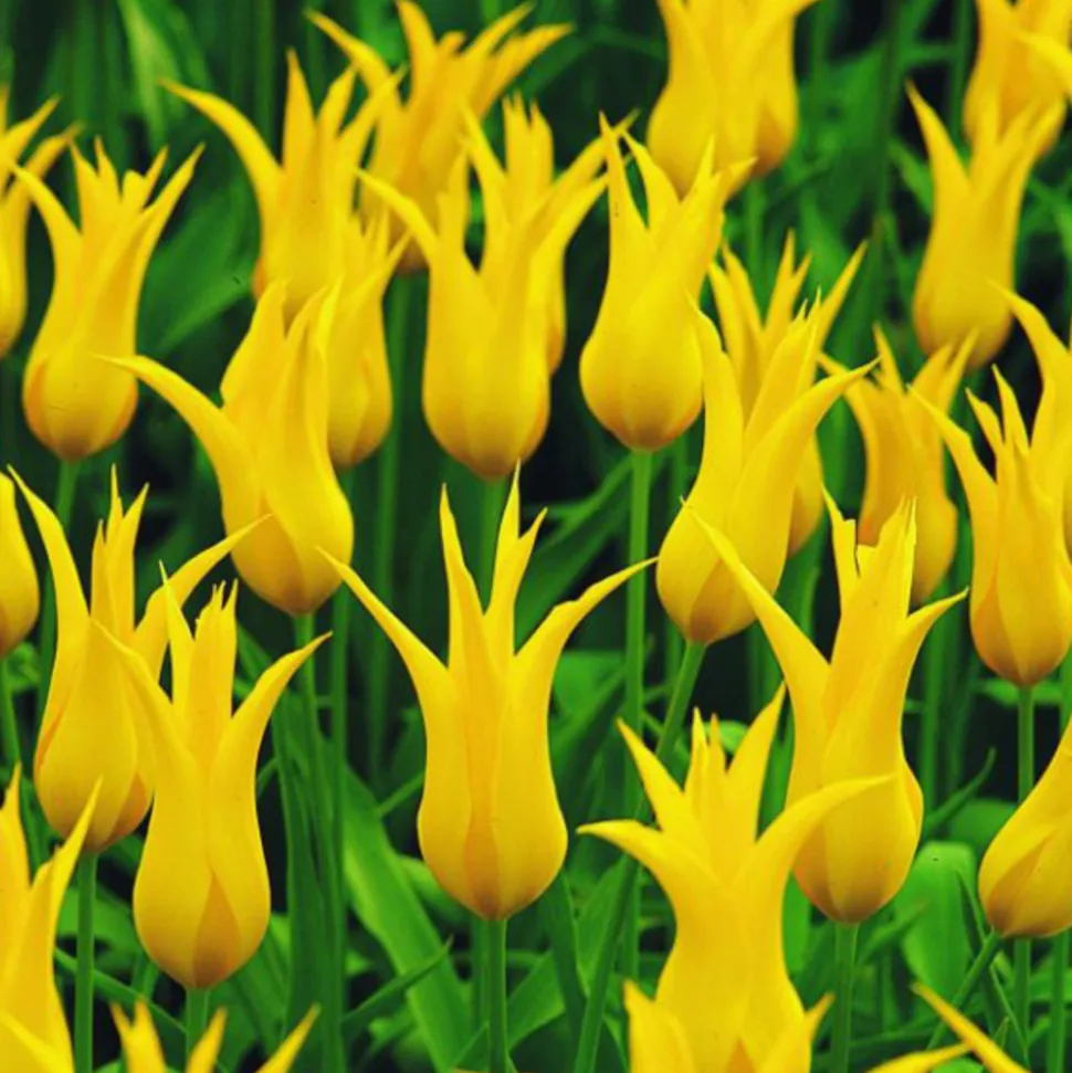 ARBORIX - 50 x tulipe west point - bulbes à fleurs de printemps