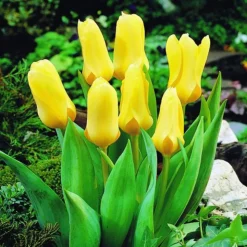 ARBORIX - 50 x tulipe yellow emperor - bulbes à fleurs de printemps