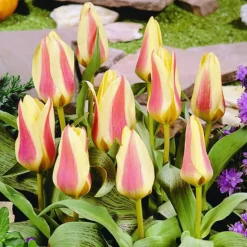 ARBORIX - 50 x tulipe zampa - bulbes à fleurs de printemps