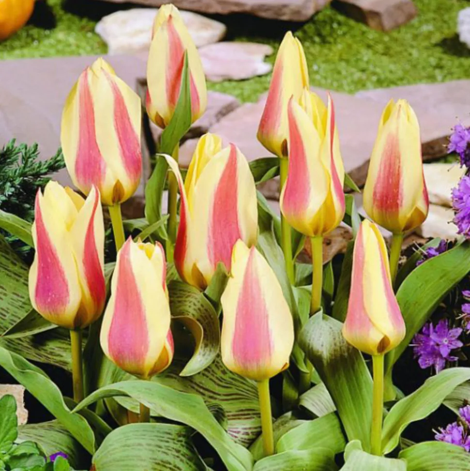 ARBORIX - 50 x tulipe zampa - bulbes à fleurs de printemps