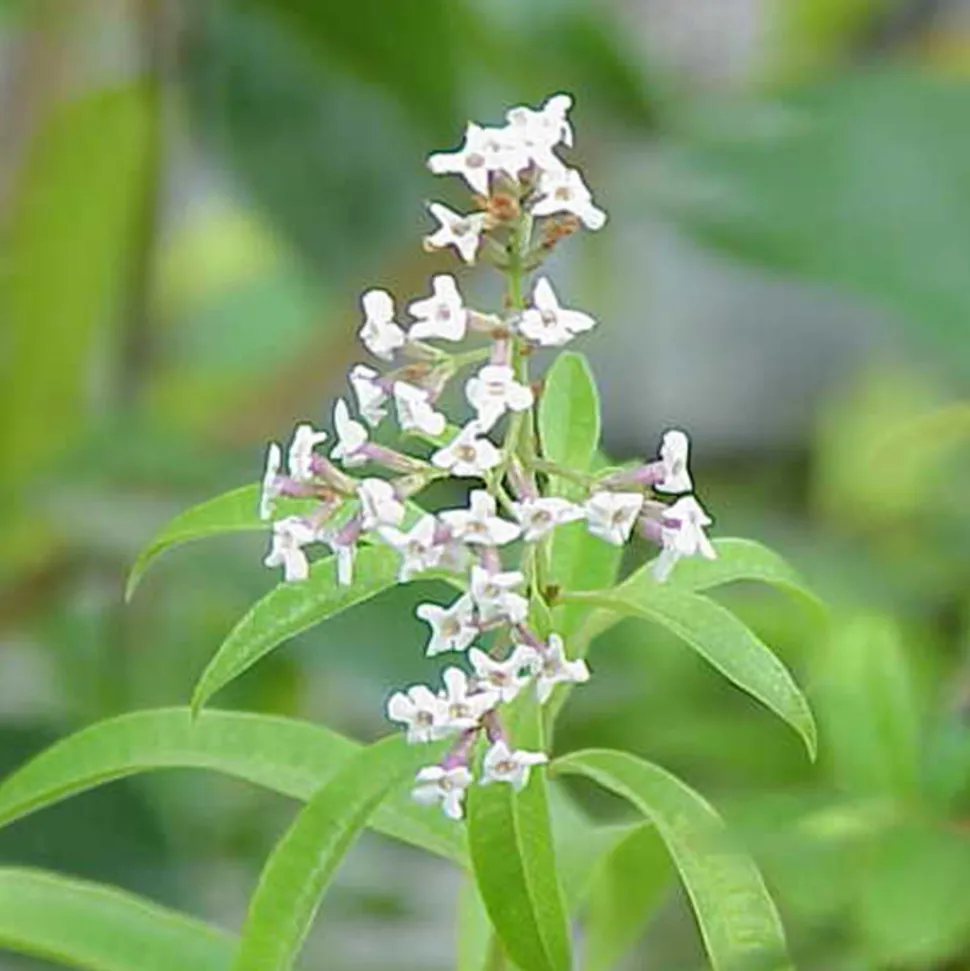 ARBORIX - 6 x verveine citronnelle - aloysia triphylla - godet 9cm x 9cm