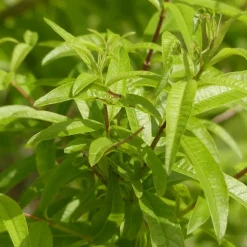 ARBORIX - 6 x verveine citronnelle - aloysia triphylla - godet 9cm x 9cm
