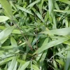 ARBORIX - Bambou 'asian wonder' - fargesia scabrida 'asian wonder' - 60- 80 cm pot