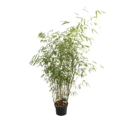 ARBORIX - Bambou 'asian wonder' - fargesia scabrida 'asian wonder' - 60- 80 cm pot