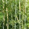 ARBORIX - Bambou géant - phyllostachys bissetii - 60- 80 cm pot