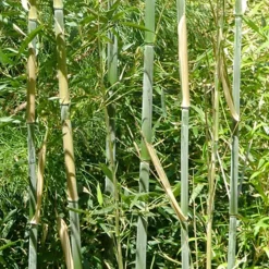ARBORIX - Bambou géant - phyllostachys bissetii - 60- 80 cm pot