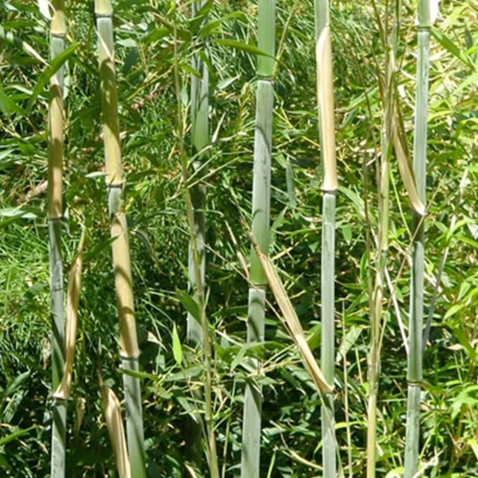 ARBORIX - Bambou géant - phyllostachys bissetii - 60- 80 cm pot