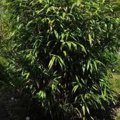 ARBORIX - Bambou moyen - pseudosasa japonica - 60-80 cm pot