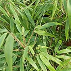 ARBORIX - Bambou parapluie 'rufa' - fargesia murieliae 'rufa' - 60- 80 cm pot