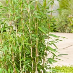 ARBORIX - Bambou parapluie 'jumbo' - fargesia murieliae 'jumbo' - 60- 80 cm pot