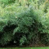ARBORIX - Bambou parapluie 'jumbo' - fargesia murieliae 'jumbo' - 50- 60 cm pot