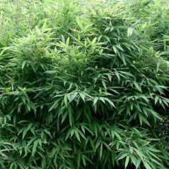 ARBORIX - Bambou parapluie 'bimbo' - fargesia murieliae 'bimbo' - 50- 60 cm pot