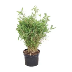 ARBORIX - Bambou parapluie 'bimbo' - fargesia murieliae 'bimbo' - 50- 60 cm pot