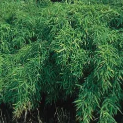 ARBORIX - Bambou parapluie 'simba' - fargesia murieliae 'simba' - 50-60 cm pot