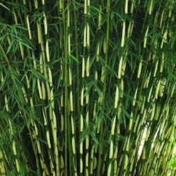 ARBORIX - Bambou 'pingwu' - fargesia robusta 'pingwu' - 60- 80 cm pot