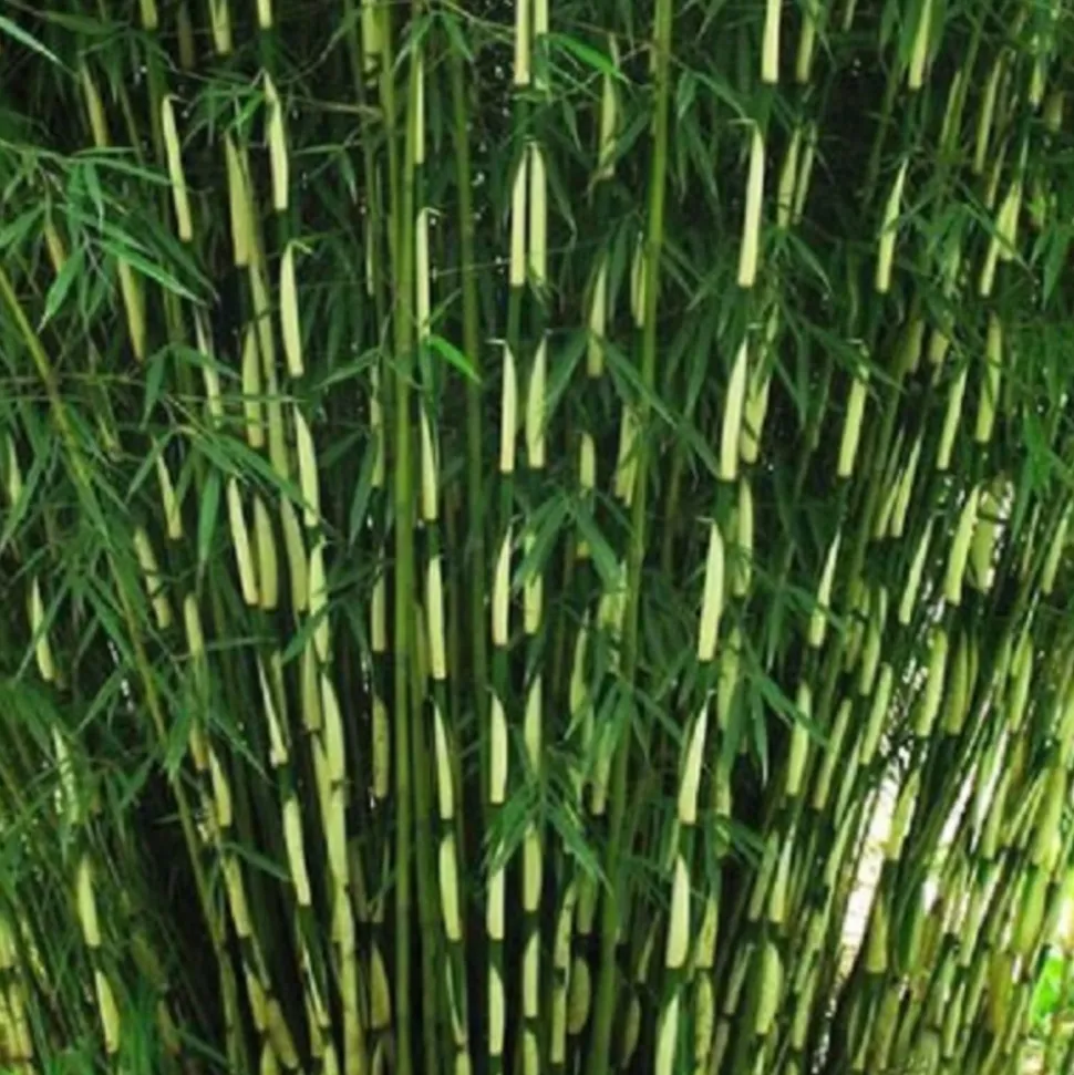 ARBORIX - Bambou 'pingwu' - fargesia robusta 'pingwu' - 60- 80 cm pot