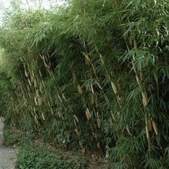 ARBORIX - Bambou 'pingwu' - fargesia robusta 'pingwu' - 60- 80 cm pot