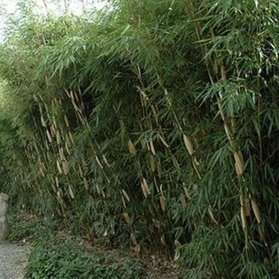 ARBORIX - Bambou 'pingwu' - fargesia robusta 'pingwu' - 60- 80 cm pot