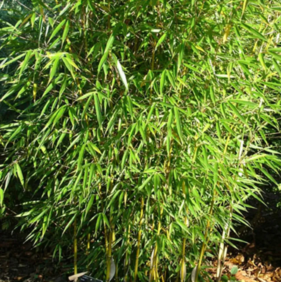 ARBORIX - Bambou robusta - fargesia robusta - 60- 80 cm pot