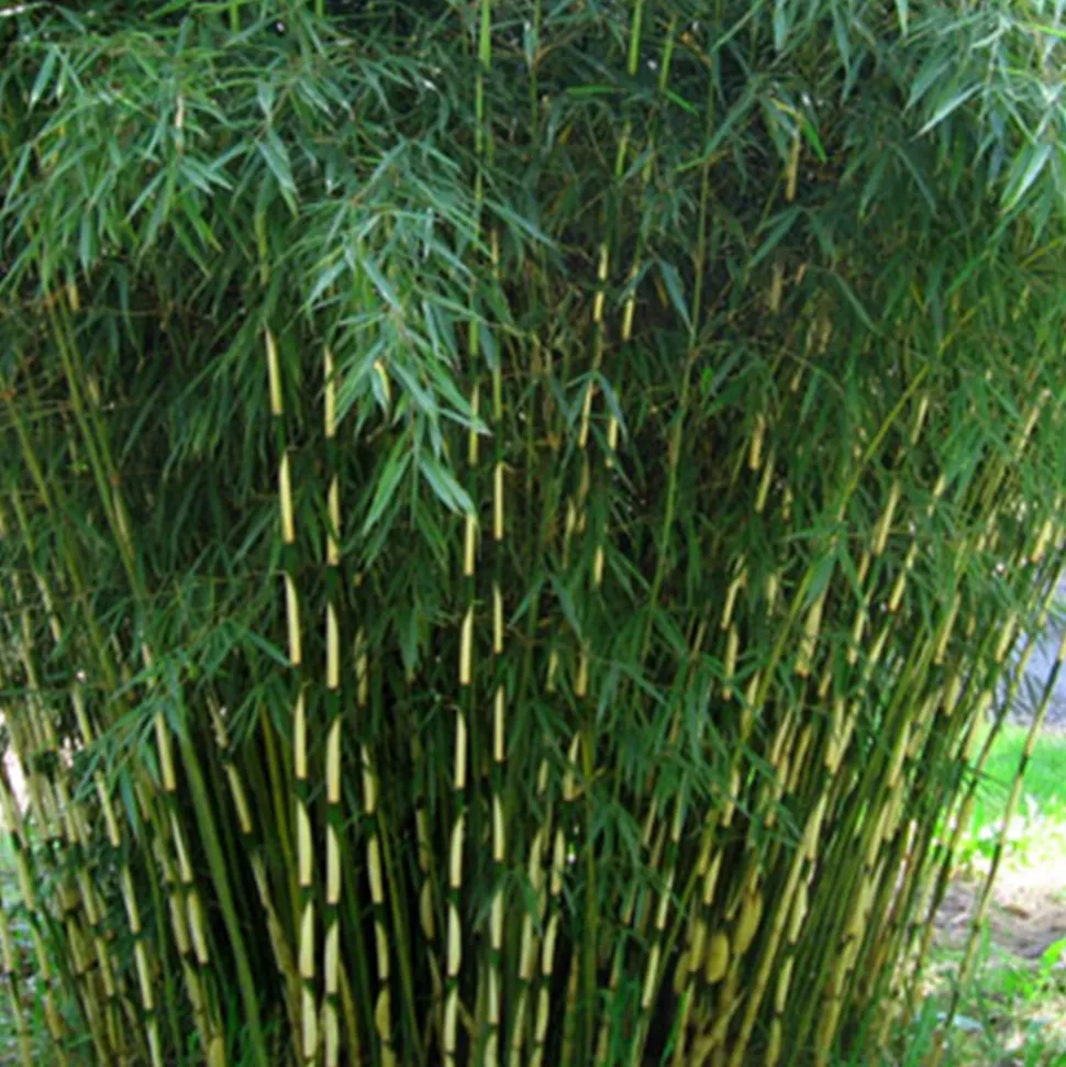 ARBORIX - Bambou robusta - fargesia robusta - 60- 80 cm pot
