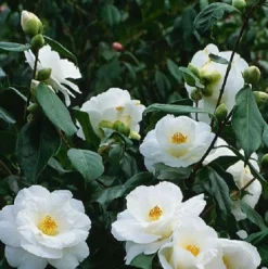 ARBORIX - Camélia blanc - camellia japonica wit - 60-80 cm pot