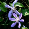 ARBORIX - Clématite 'arabella' - clematis 'arabella' - 50-60 cm pot