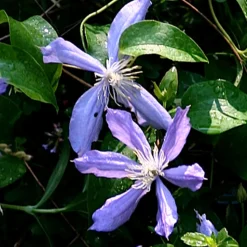 ARBORIX - Clématite 'arabella' - clematis 'arabella' - 50-60 cm pot