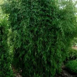 ARBORIX - Fargesia nitida 'great wall' - fargesia nitida 'great wall' - 60- 80 cm pot