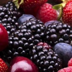 ARBORIX - Kits 10 arbustes 'Haie de Bonbons' une collection de 10 arbustes