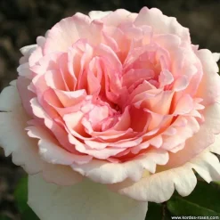 ARBORIX - Kordes eleganza® rosier - rosa 'souvenir de baden-baden'®