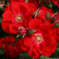 ARBORIX - Kordes eleganza® rosier - rosa 'roter korsar'®