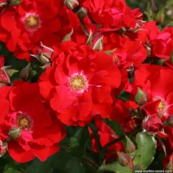 ARBORIX - Kordes eleganza® rosier - rosa 'roter korsar'®