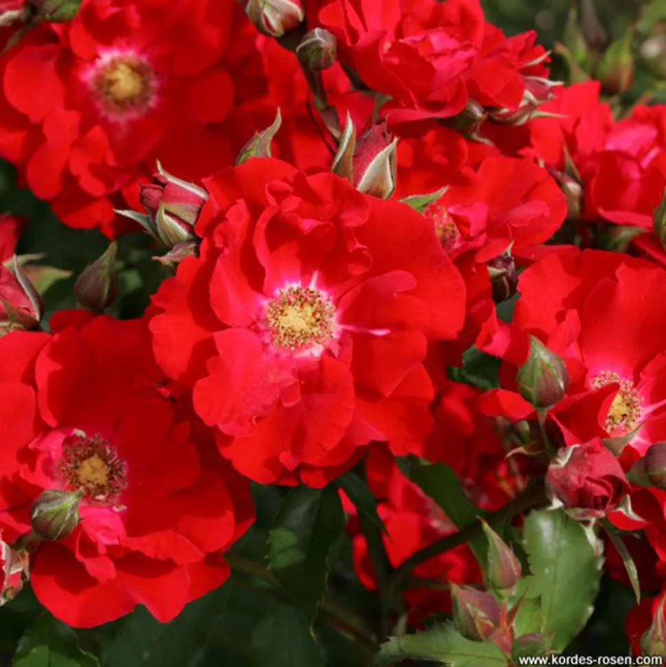 ARBORIX - Kordes eleganza® rosier - rosa 'roter korsar'®