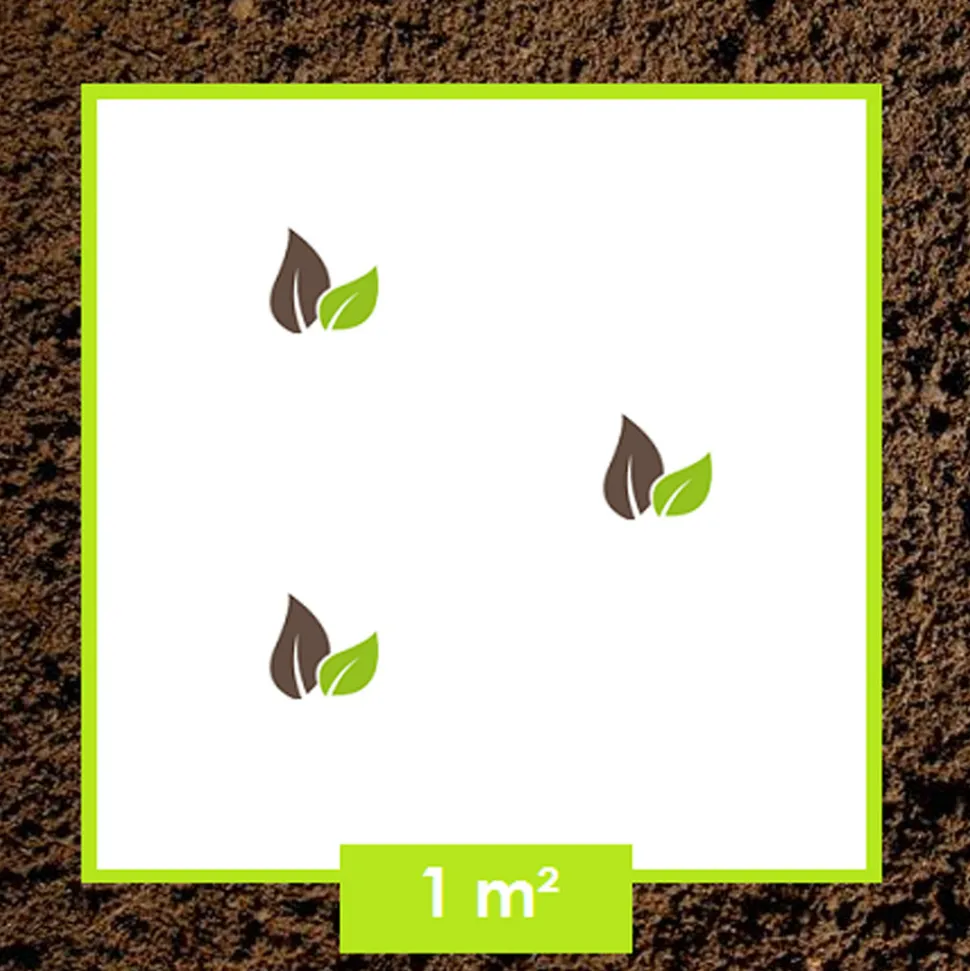 ARBORIX - Kordes eleganza® rosier - rosa 'roter korsar'®