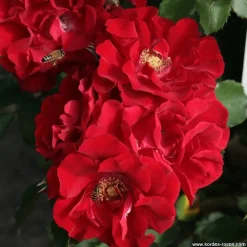 ARBORIX - Kordes eleganza® rosier - rosa 'roter korsar'®