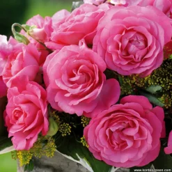 ARBORIX - Kordes eleganza® rosier - rosa 'eliza'