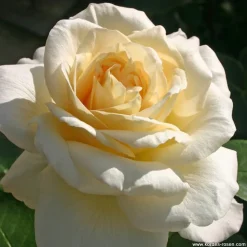 ARBORIX - Kordes eleganza® rosier - rosa 'la perla'®