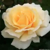 ARBORIX - Kordes eleganza® rosier - rosa 'winter sun'®