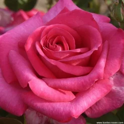 ARBORIX - Kordes eleganza® rosier - rosa 'parole'®