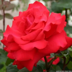 ARBORIX - Kordes eleganza® rosier - rosa 'grande amore'®