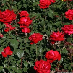 ARBORIX - Kordes eleganza® rosier - rosa 'grande amore'®