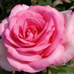 ARBORIX - Kordes eleganza® rosier - rosa 'sweet parole'®