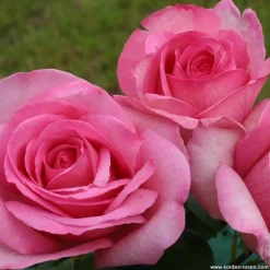 ARBORIX - Kordes eleganza® rosier - rosa 'sweet parole'®