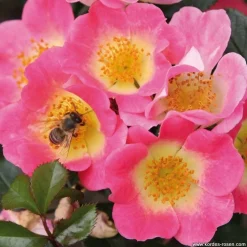 ARBORIX - Kordes nectar rosier - rosa 'topolina'