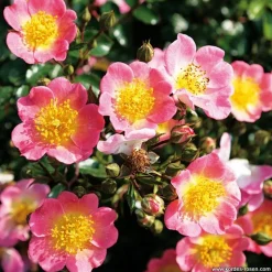 ARBORIX - Kordes nectar rosier - rosa 'topolina'