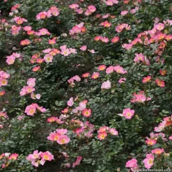 ARBORIX - Kordes nectar rosier - rosa 'topolina'