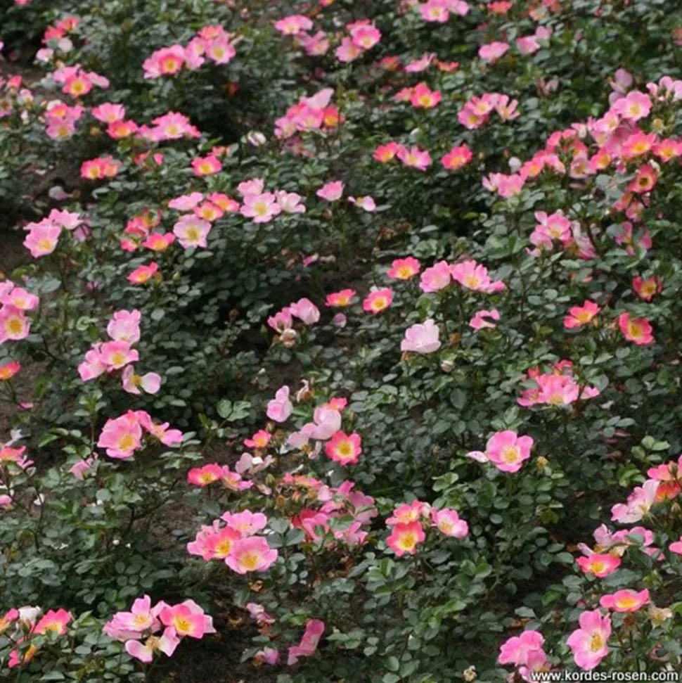 ARBORIX - Kordes nectar rosier - rosa 'topolina'