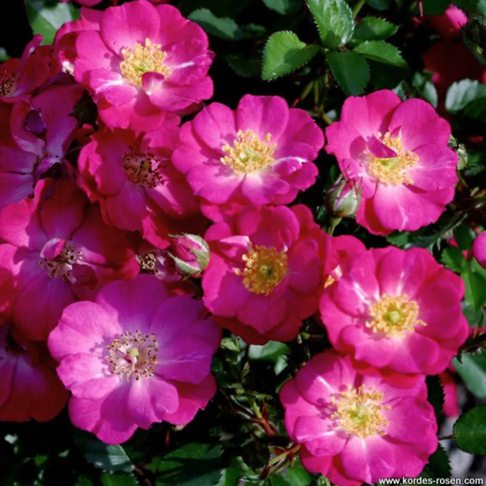 ARBORIX - Kordes nectar rosier - rosa 'lupo'®